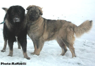 Mush et Irina